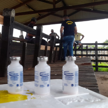 Aftosa: Piauí supera meta de vacinação do rebanho