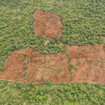 Polícia Militar encontra plantação com mais de 120 mil pés de maconha em Dom Inocêncio