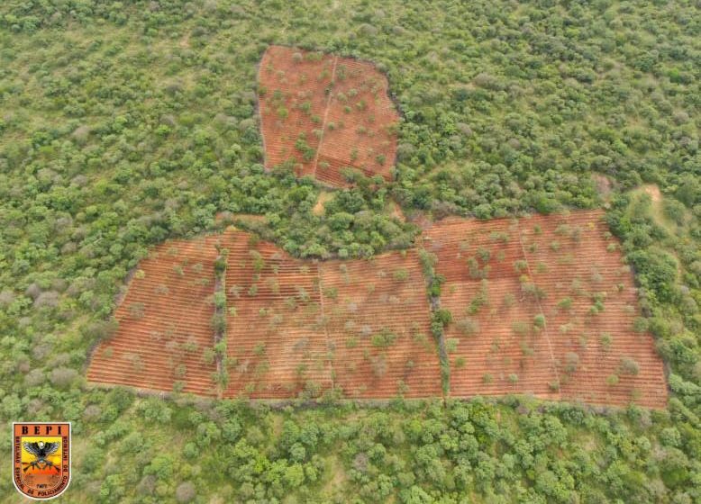 Polícia Militar encontra plantação com mais de 120 mil pés de maconha em Dom Inocêncio