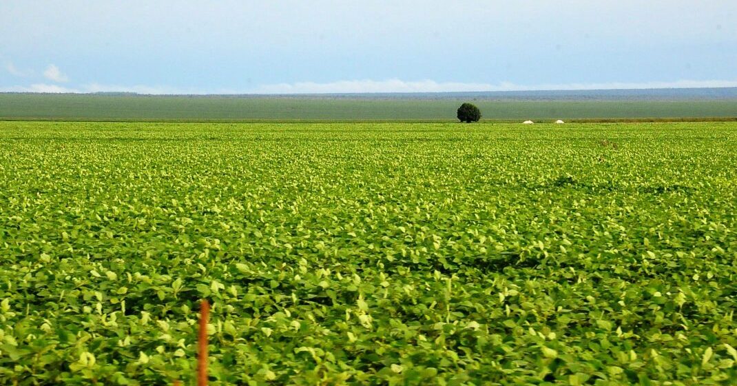Sojicultor piauiense deve cumprir calendário de plantio do Mapa