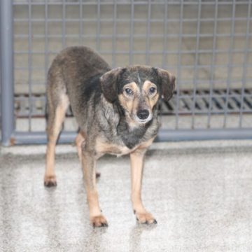 Governador institui Cadastro Estadual para Adoção de Animais