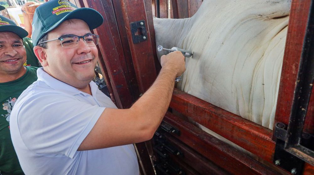 Piauí inicia última campanha de vacinação contra a aftosa com foco na exportação de carne bovina
